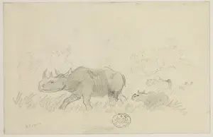 Diceros bicornis, black rhinoceros