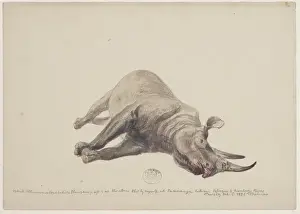 Diceros bicornis, black rhinoceros