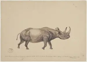 Diceros bicornis, black rhinoceros