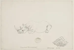 Diceros bicornis, black rhinoceros