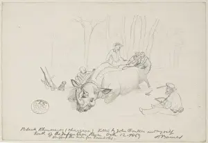 Diceros bicornis, black rhinoceros