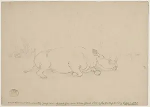 Diceros bicornis, black rhinoceros