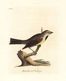 Latham Collection: Dickcissel, Spiza americana
