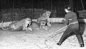 Dickie Chipperfield, lion tamer, with four lionesses