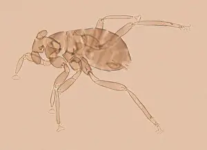 Dicopomorpha echmepterygis
