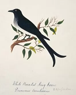 Margaret Bushby Lascelles Collection: Dicrurus caerulescens, white-bellied drongo
