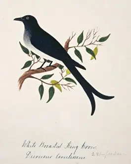 Bellied Prints: Dicrurus caerulescens, white-bellied drongo