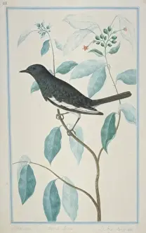Dicrurus caerulescens, white-bellied drongo
