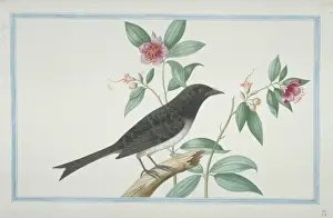 Dicrurus caerulescens, white-bellied drongo