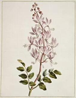 Aurantiaceae Collection: Dictamnus albus (fraxinella), gas plant