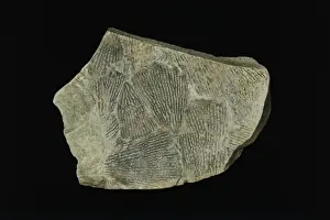Paleozoic Prints: Dictyonema flabelliforme, gaptolite