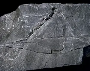 Cambrian Prints: Dictyonema, graptolite