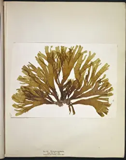 Wyatt Prints: Dictyota atomaria, seaweed