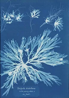 Algae Gallery: Dictyota dichotoma