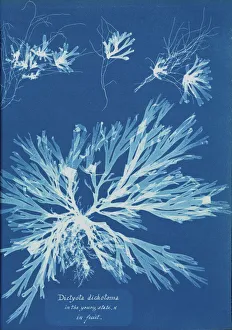 Algal Gallery: Dictyota dichotoma