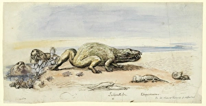 Amphibia Collection: Dicynodon, Labyrinthodon, Rhynchosaurus