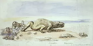 Diapsid Collection: Dicynodon, Labyrinthodon & Rhyncosaurus