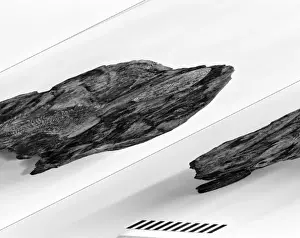 Dicynodon leoniceps