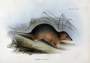 1839 Prints: Didelphis brachyura