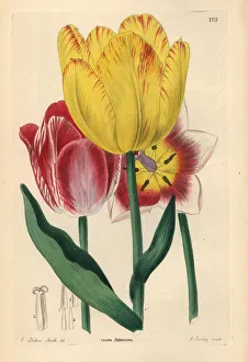 Tulip Gallery: Didiers tulip or garden tulip, Tulipa gesneriana
