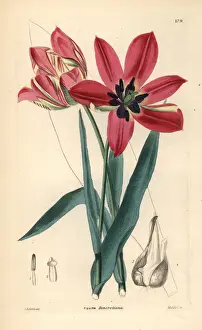 Didiers tulip or garden tulip, Tulipa gesneriana