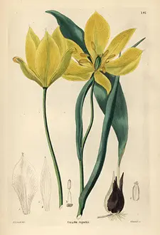 Didiers tulip or garden tulip, Tulipa gesneriana