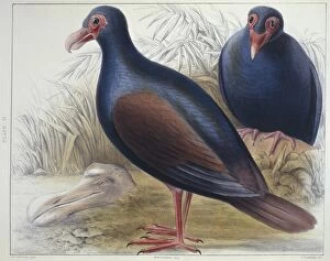 1804 1892 Collection: Didunculus strigirostris, tooth-billed pigeon