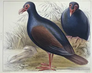 1804 1892 Prints: Didunculus strigirostris, tooth-billed pigeon