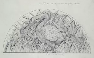 Didus ineptus, dodo design