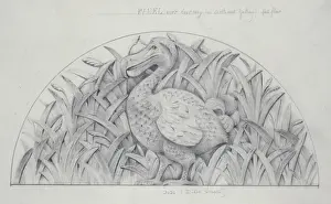 Plan Prints: Didus ineptus, dodo design