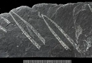 Sedimentary Prints: Didymograptus, fossil graptolite