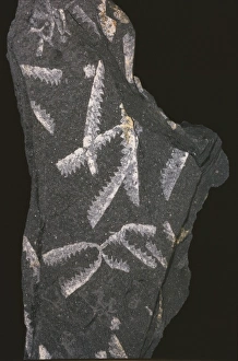 Didymograptus murchisoni, graptolite Didymograptus murchisoni, graptolite