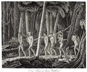 Woods Prints: Die Puris in ihren Waldern