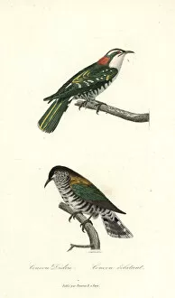Shining Collection: Diederik cuckoo and shining bronze-cuckoo