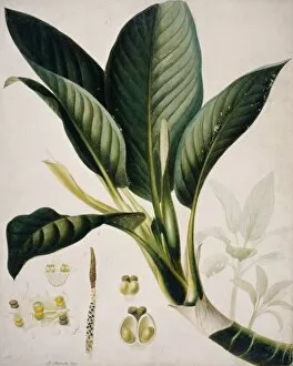 Araceae Gallery: Dieffenbachia seguine, dumb-cane
