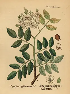 Herbal Prints: Diesel tree or rashed tree, Copaifera langsdorffii