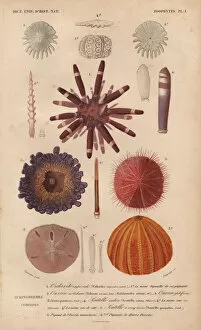 Universal Gallery: Different types of colorful sea urchins and their spines