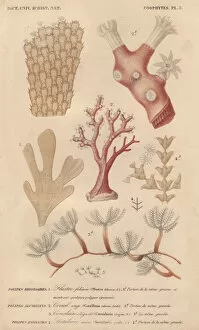 Orbigny Gallery: Different types of corals and seaweeds