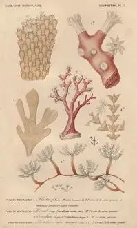 Different types of corals and seaweeds