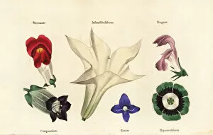 Woodblock Collection: Different types of flower