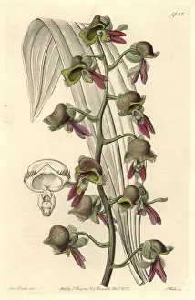 Guyana Prints: Differently colored catasetum orchid, Catasetum discolor