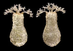 Protozoan Collection: Difflugia pyriformis, amoebae