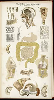 Depicting Collection: Digestive Organs
