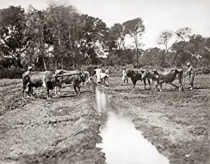 Irrigation Prints: Digging an irrigation ditch, Egypt, circa 1880s