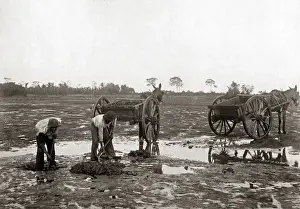 Trinidad Prints: Digging pitch, La Brea, Trinidad, circa 1900