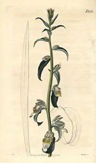 Digitalis Prints: Digitalis lamarckii Ivanina