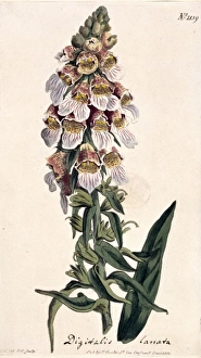 Lamiales Gallery: Digitalis lanata, foxglove