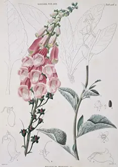 Digitalis Prints: Digitalis mariana, foxglove