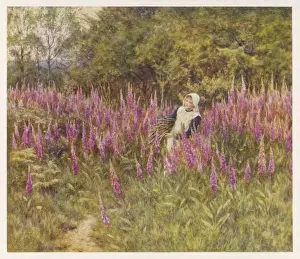Digitalis Purpurea