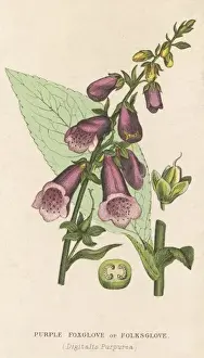 Digitalis Purpurea